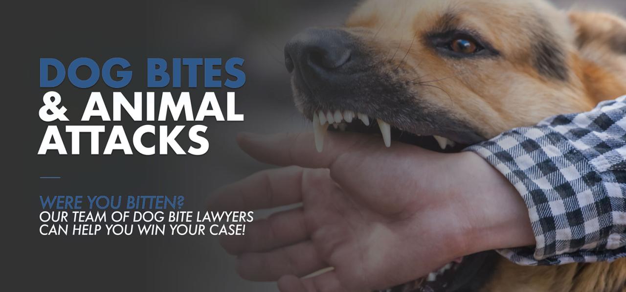 Dog bite injuries lawyer