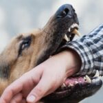 Dog bite injuries lawyer